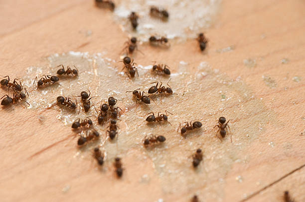 Best Wildlife Control Services  in Harlan, KY